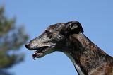 GREYHOUND 049